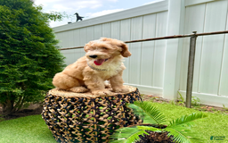 Goldendoodle dogs for sale: Moana - Image 4