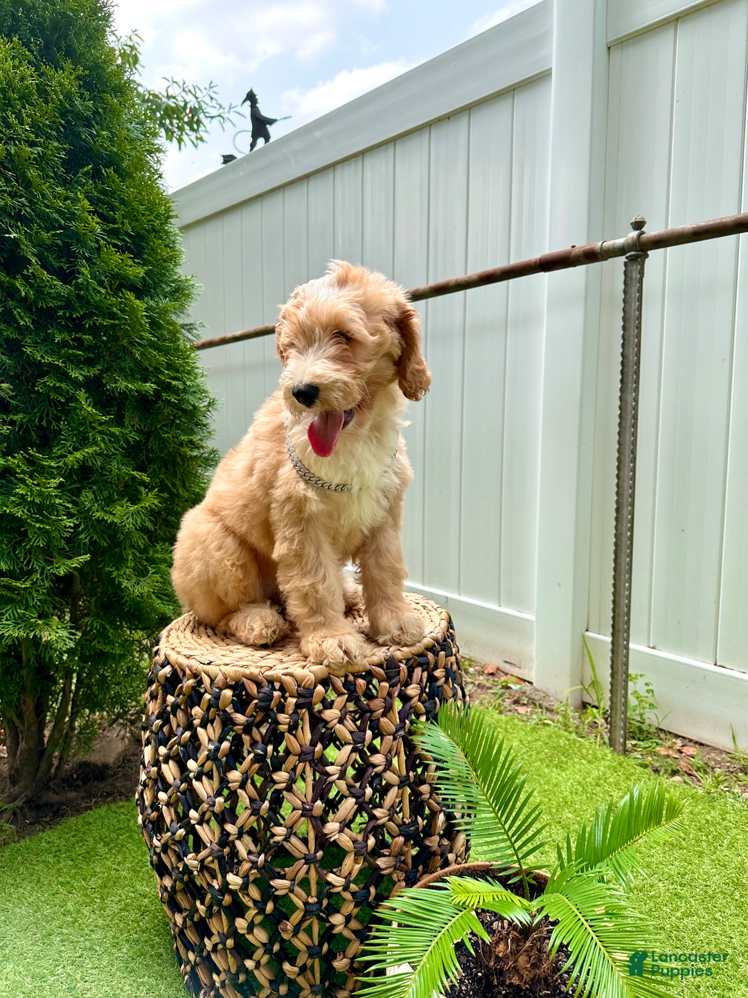 Goldendoodle dogs for sale: Moana - Image 4