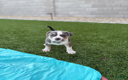 American Bully dogs for sale: Rocky - Image 4
