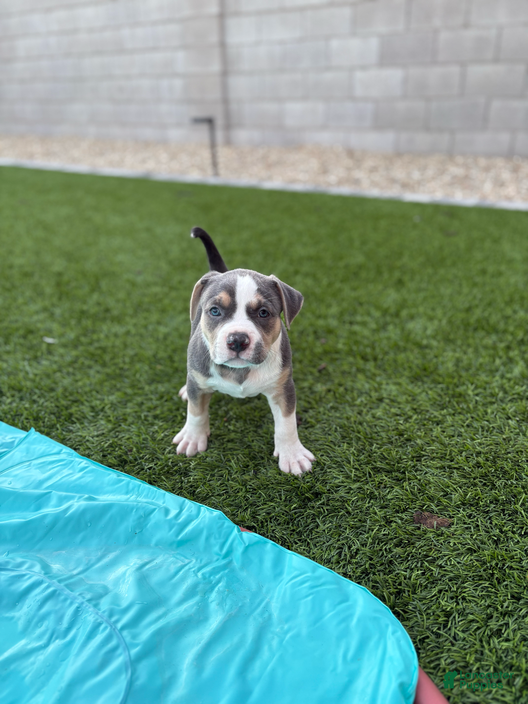 American Bully dogs for sale: Rocky - Image 4