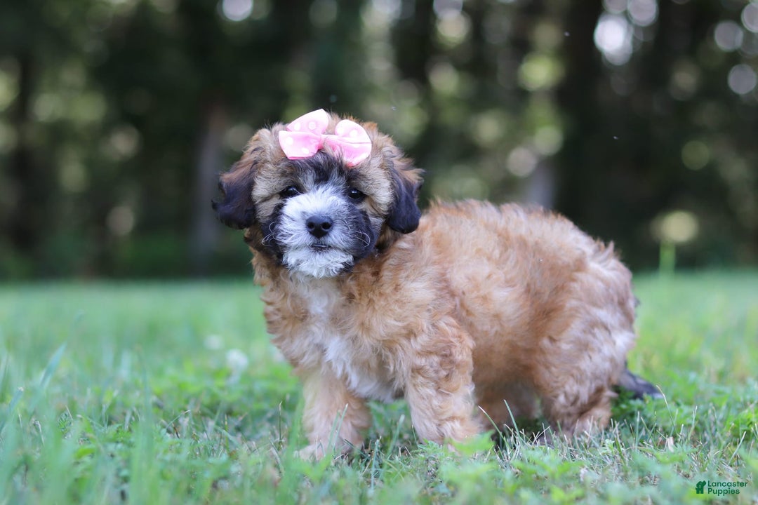 Shihpoo dogs for sale: Amelia - Image 5