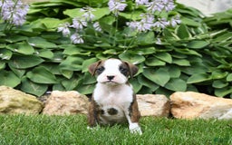 Boxer dogs for sale: Dozer - Image 3