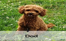 Mini Bernedoodle dogs for sale: Amelia - Image 13