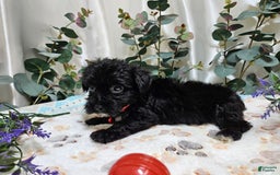 Morkie dogs for sale: Wesley - Image 1