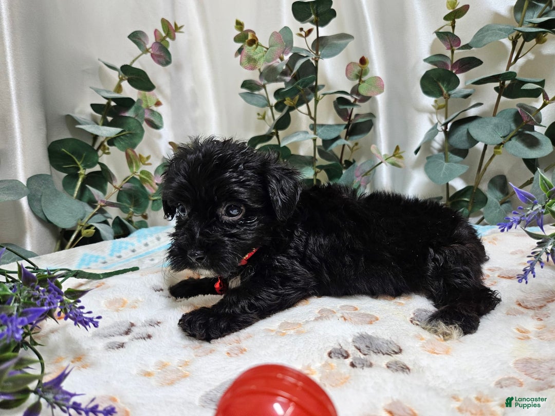 Morkie dogs for sale: Wesley - Image 1