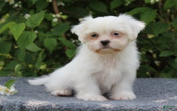 Shihpoo dogs for sale: Diamond - Image 5