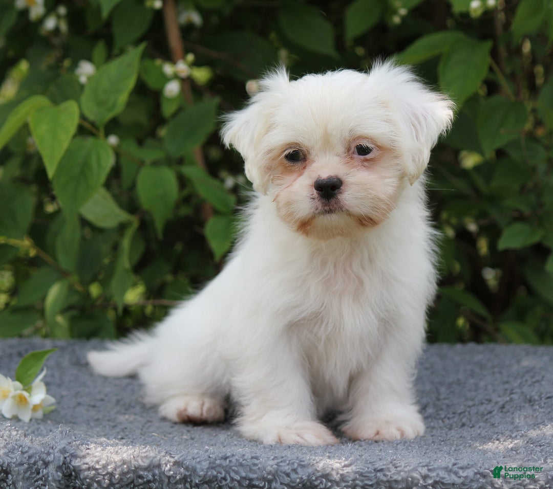 Shihpoo dogs for sale: Diamond - Image 5