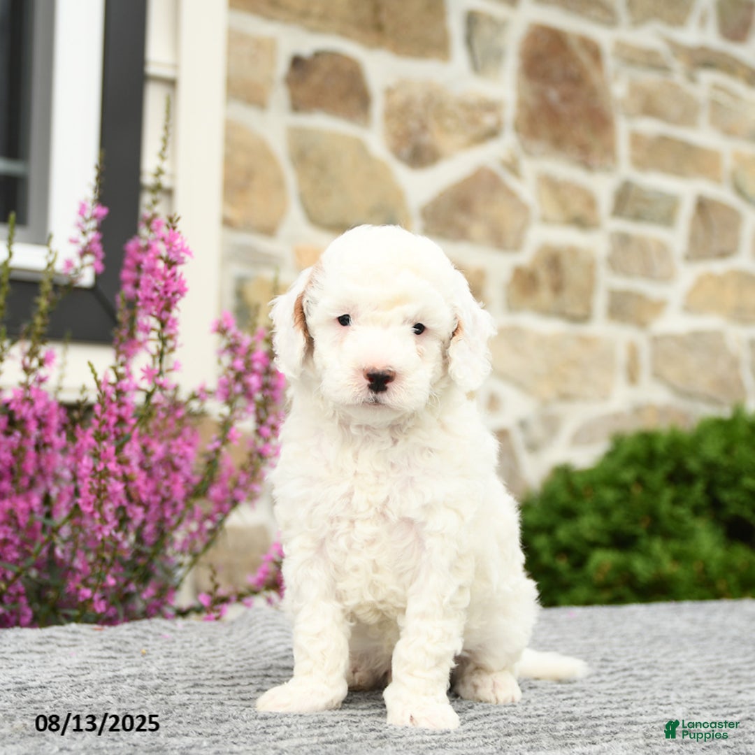 Mini Goldendoodle dogs for sale: Captain - Image 5