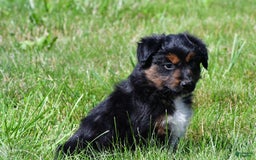 Miniature Australian Shepherd dogs for sale: Natasha - Image 10