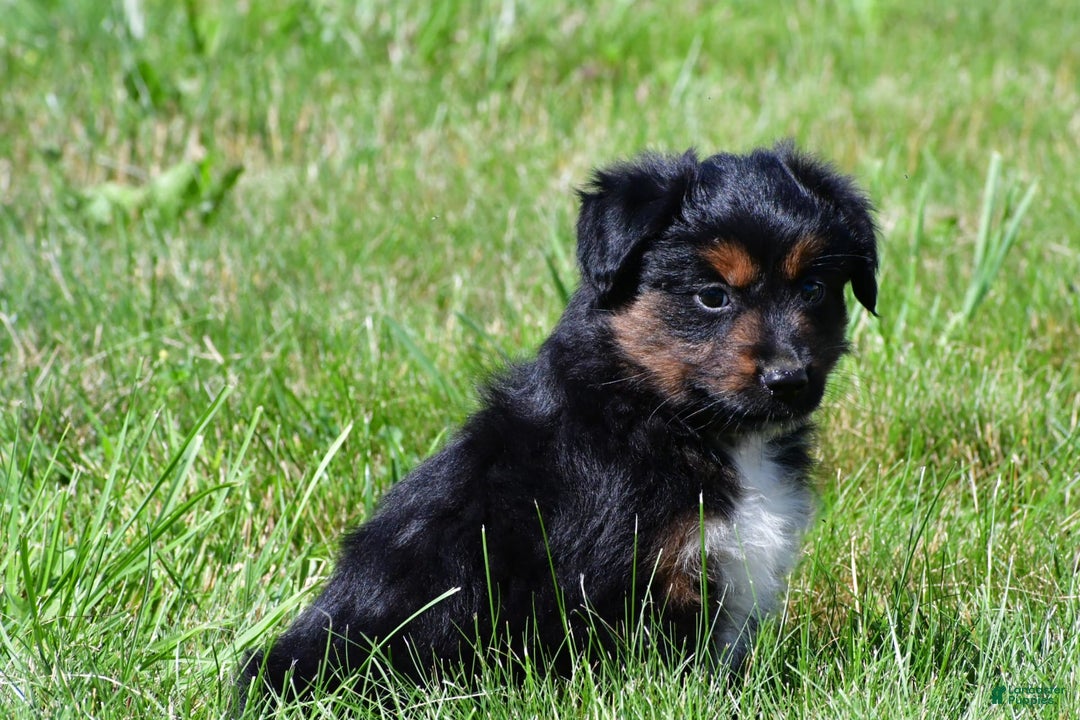 Miniature Australian Shepherd dogs for sale: Natasha - Image 10