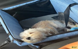 Morkie dogs for sale: Jayce - Image 7