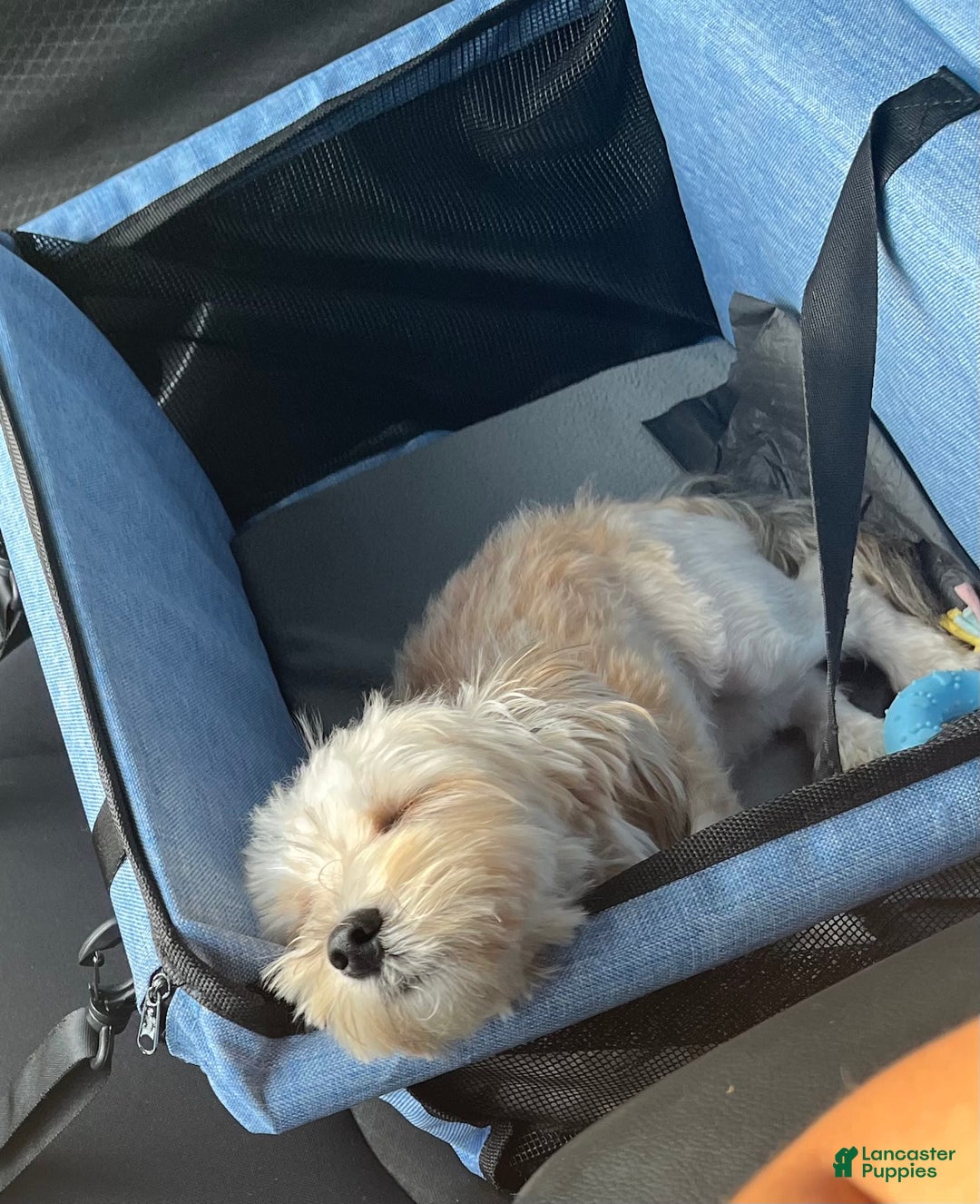 Morkie dogs for sale: Jayce - Image 7