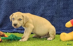 Catahoula Leopard Dog dogs for sale: Tess 2025 Male 1 - Image 9