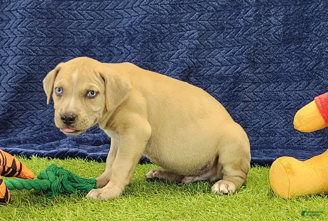 Catahoula Leopard Dog dogs for sale: Tess 2025 Male 1 - Image 9