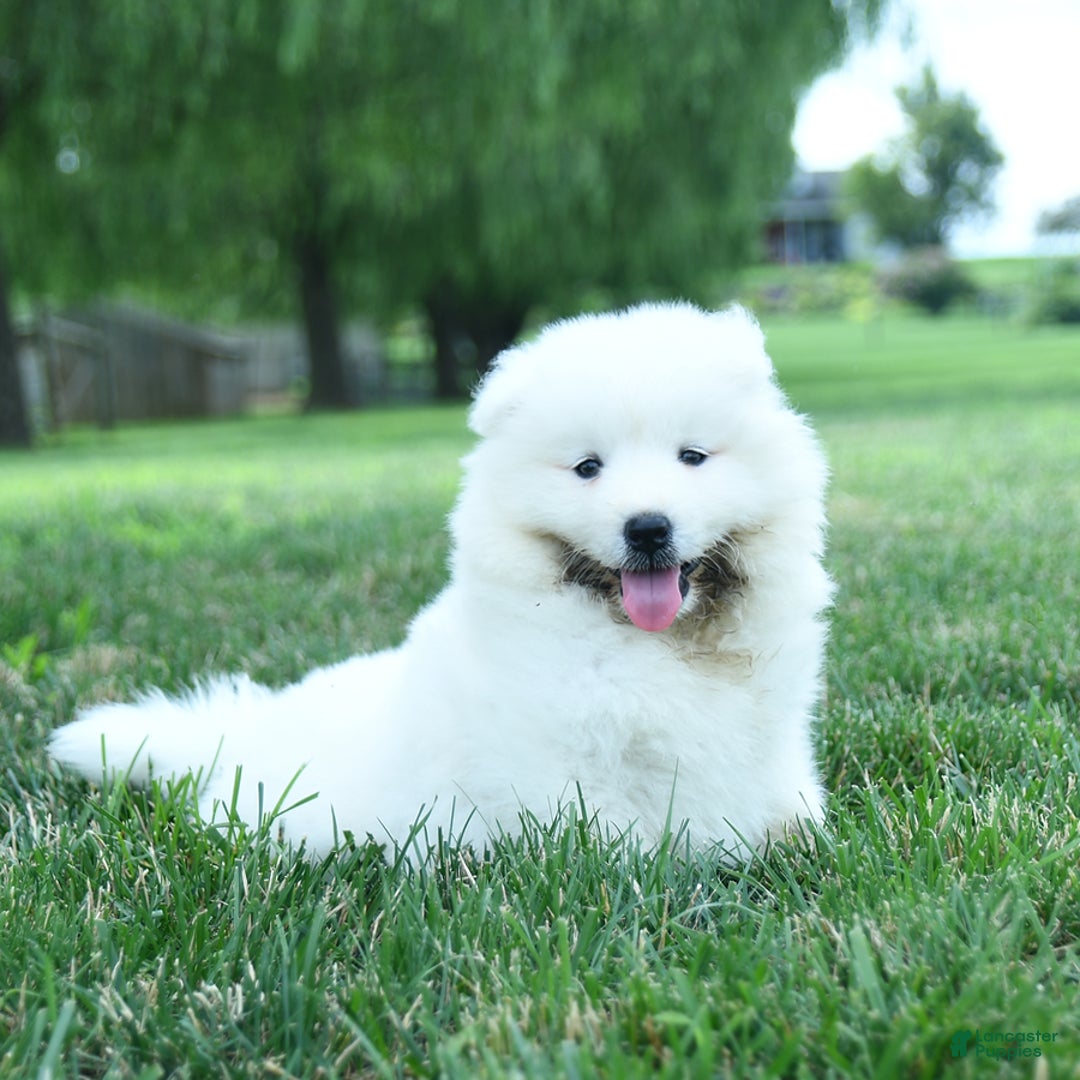 Samoyed dogs for sale: Bear - Image 1