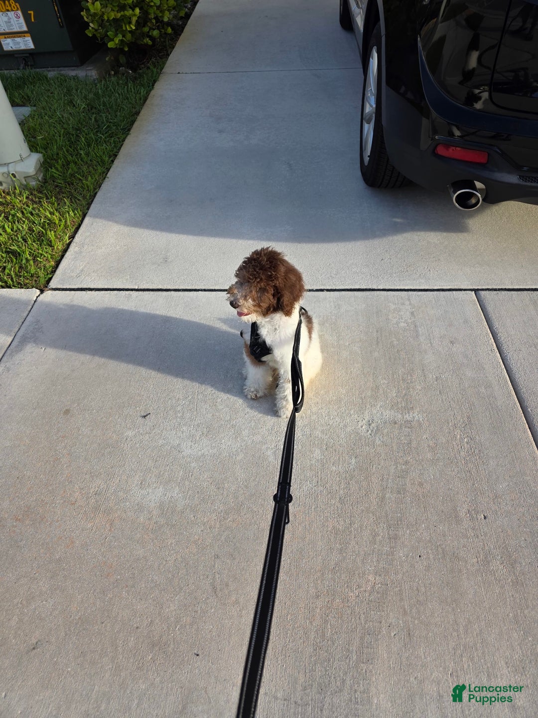 Goldendoodle dogs for sale: Jaxx - Image 1