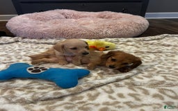 Miniature Dachshund dogs for sale: Akc Bobby - Image 2