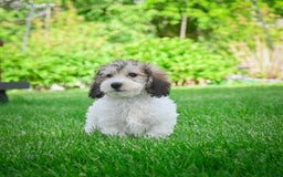 Bichpoo dogs for sale: Barry - Image 13