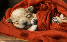Maltipoo dogs for sale: Teddy - Image 13