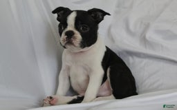 Boston Terrier dogs for sale: Luca - Image 2