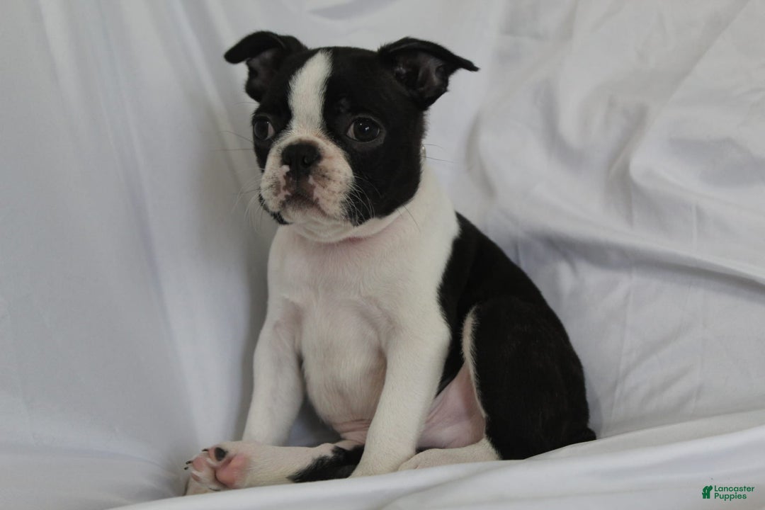 Boston Terrier dogs for sale: Luca - Image 2