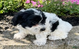 Havanese dogs for sale: Ben - Image 4