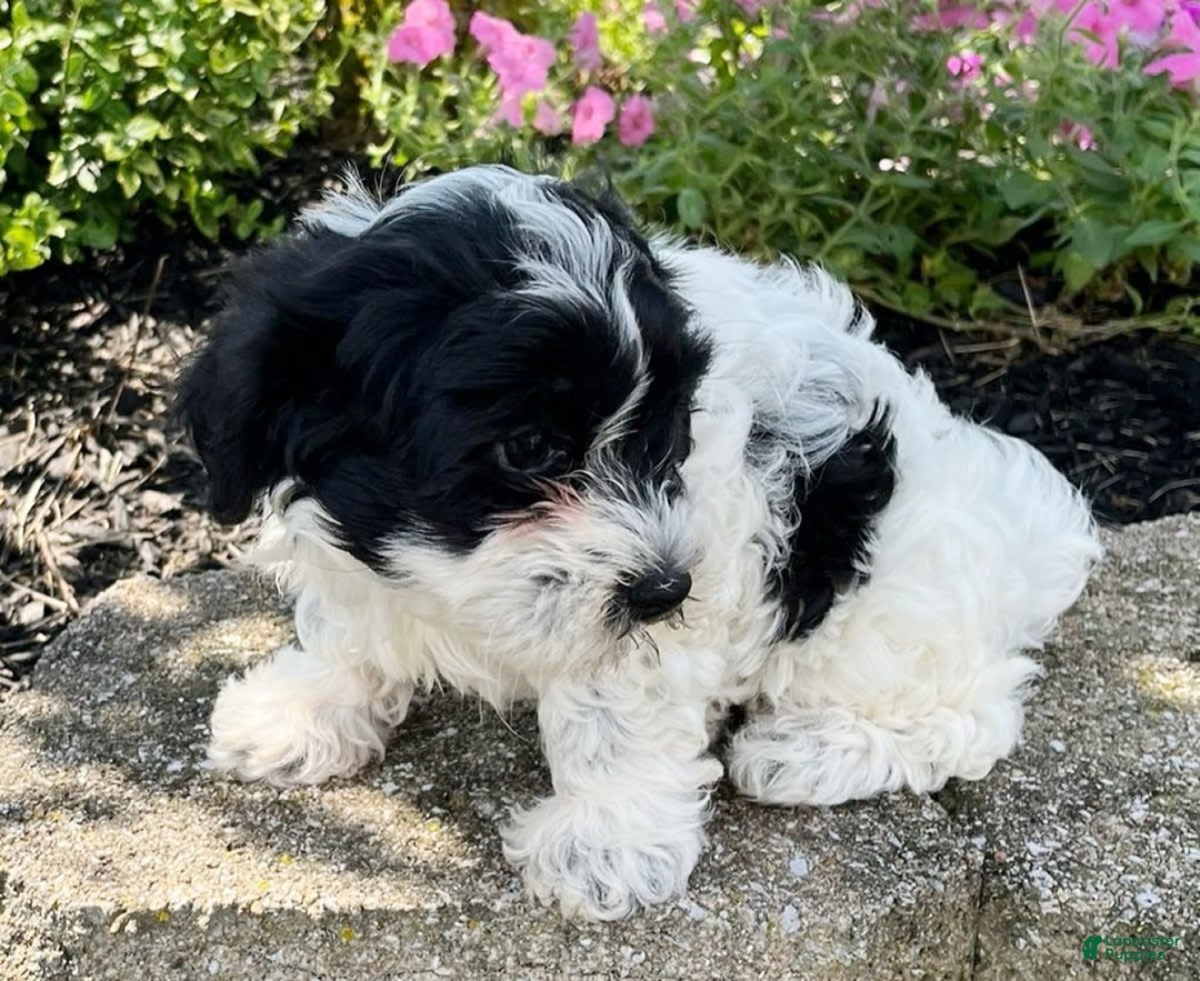 Havanese dogs for sale: Ben - Image 4