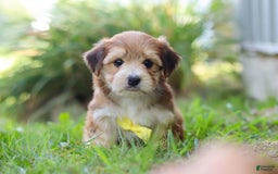 Morkie dogs for sale: Randy - Image 3