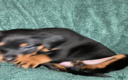 Miniature Pinscher dogs for sale: Onyx - Image 10