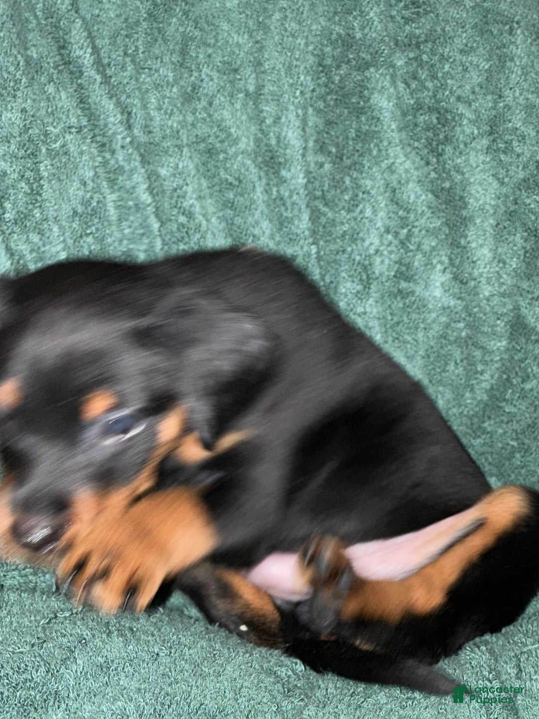 Miniature Pinscher dogs for sale: Onyx - Image 10