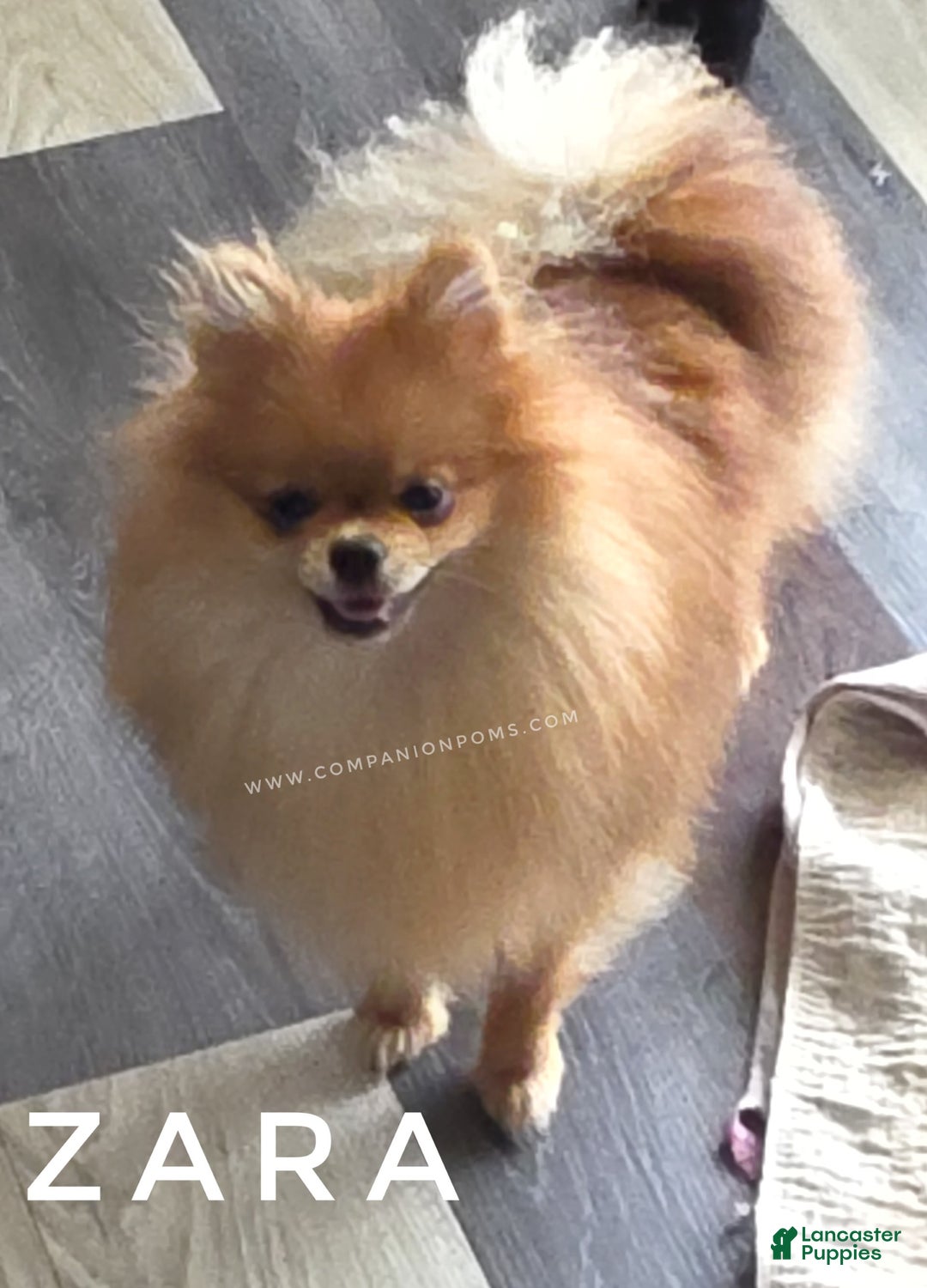 Pomeranian dogs for sale: Zara - Akc - Orange Sable Merle - Image 2