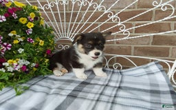 Welsh Corgi Pembroke dogs for sale: Chase - Image 1