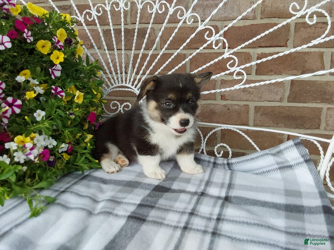 Welsh Corgi Pembroke dogs for sale: Chase - Image 1