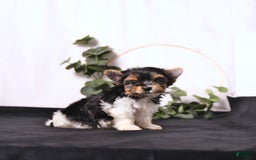 Biewer Terrier dogs for sale: Addie Extra Small - Image 5