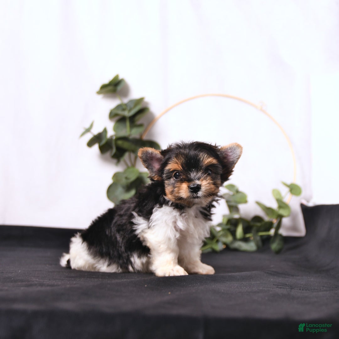 Biewer Terrier dogs for sale: Addie Extra Small - Image 5