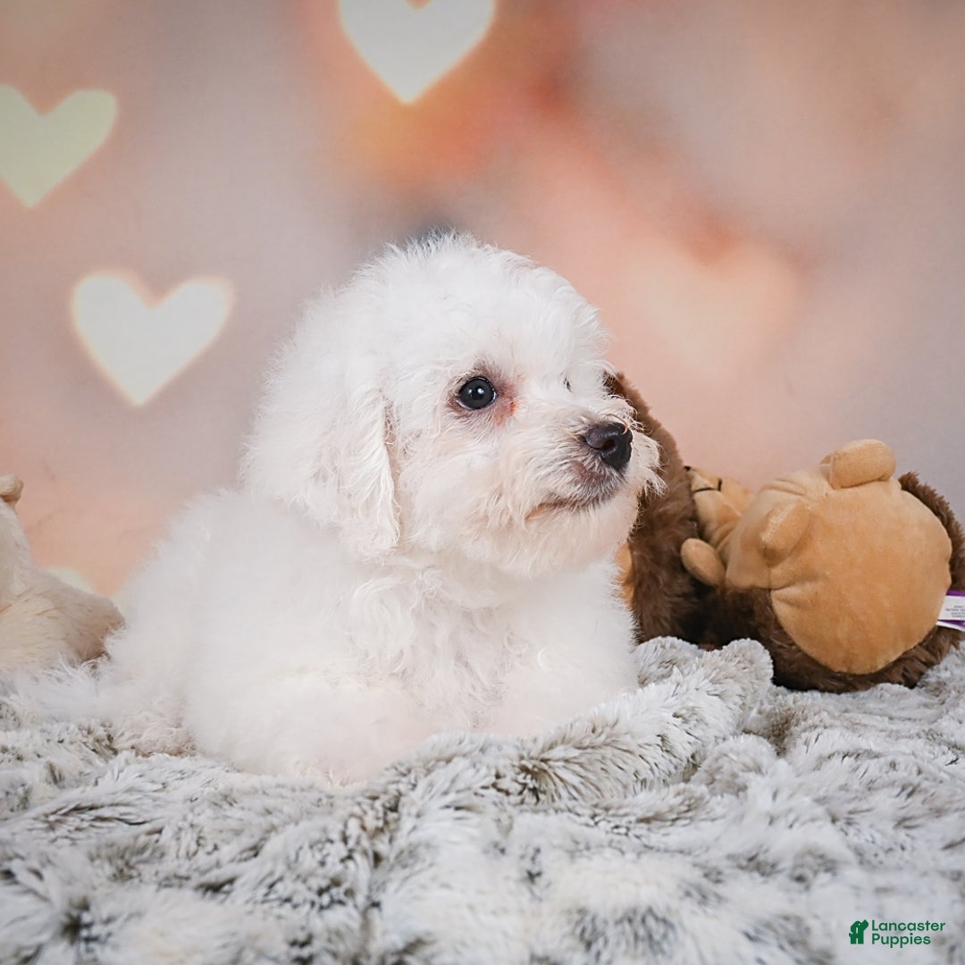 Bichon Frise dogs for sale: Tanner - Image 7