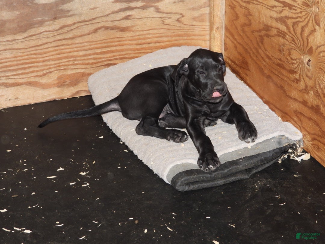 Great Dane dogs for sale: Storm - Image 31