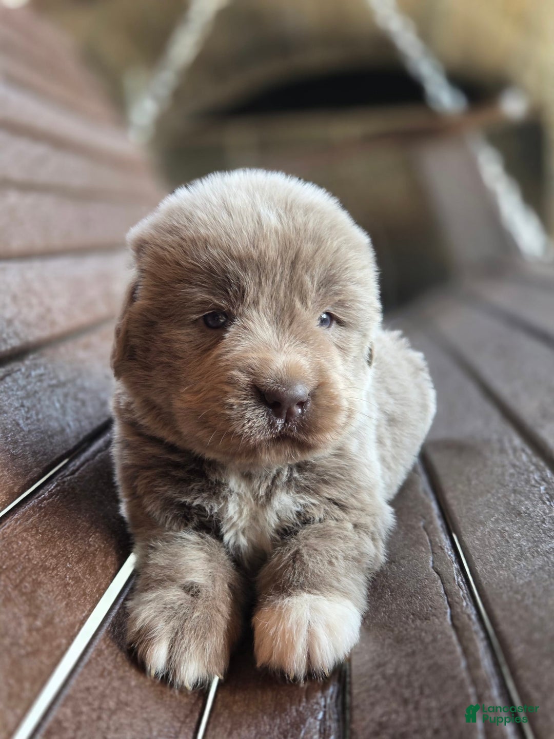 Newfoundland dogs for sale: Smokey - Image 4