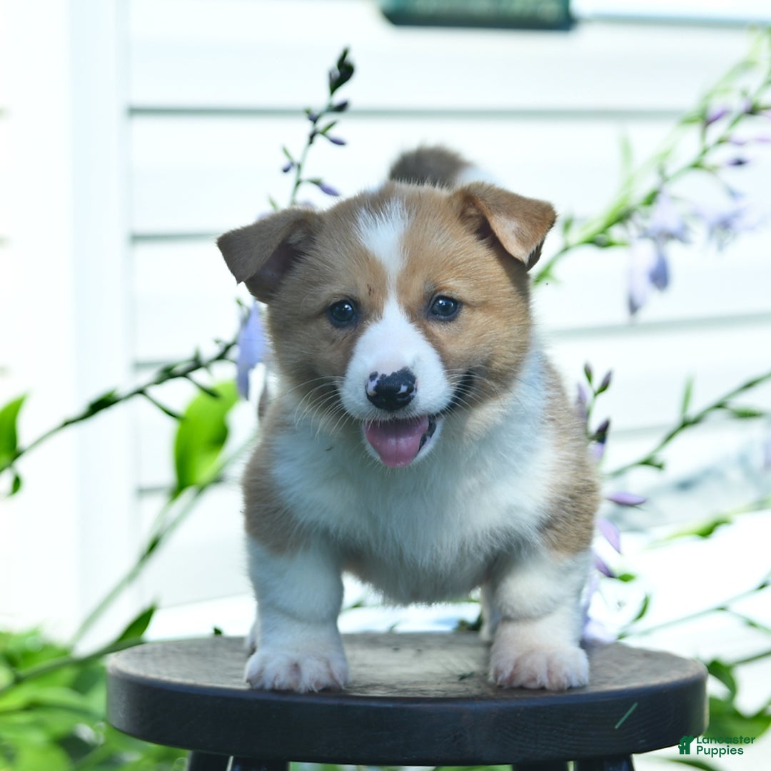 Welsh Corgi Pembroke dogs for sale: Rusty - Image 1