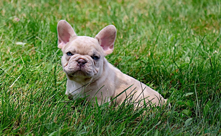 French Bulldog dogs for sale - Ad 3