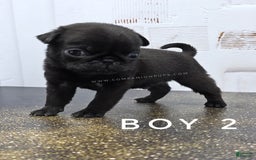 Pug dogs for sale: Runt - Champion Lines - Image 7