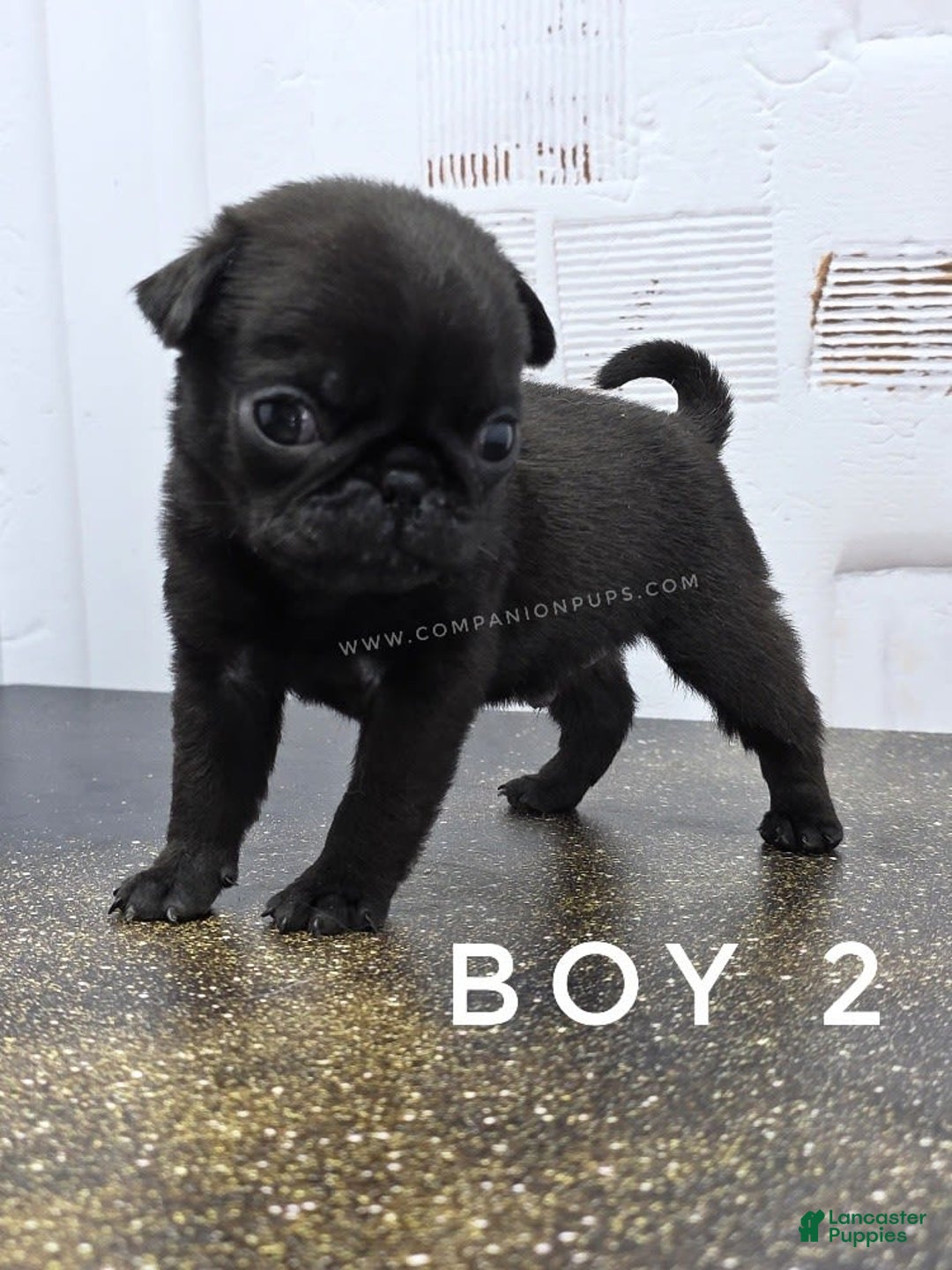 Pug dogs for sale: Runt - Champion Lines - Image 7