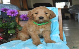 Goldendoodle dogs for sale: Patty - Image 14