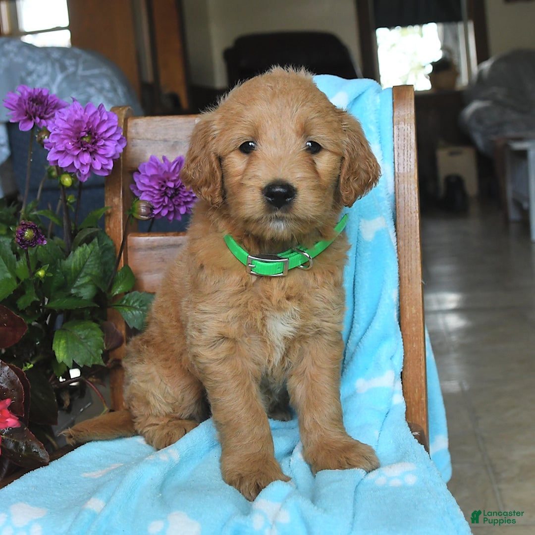 Goldendoodle dogs for sale: Patty - Image 14