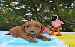 Mini Goldendoodle dogs for sale: Daisy - Image 24
