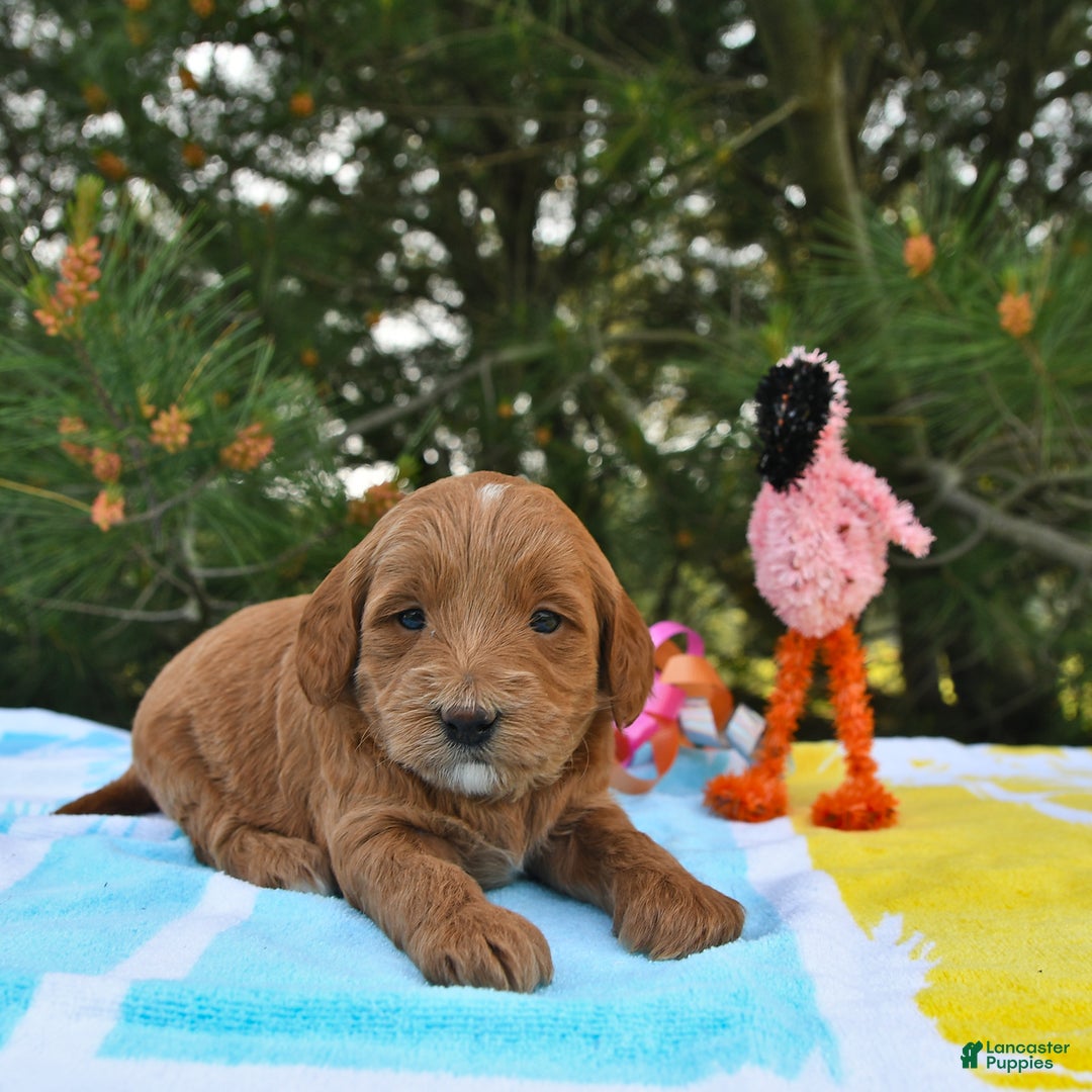 Mini Goldendoodle dogs for sale: Daisy - Image 24
