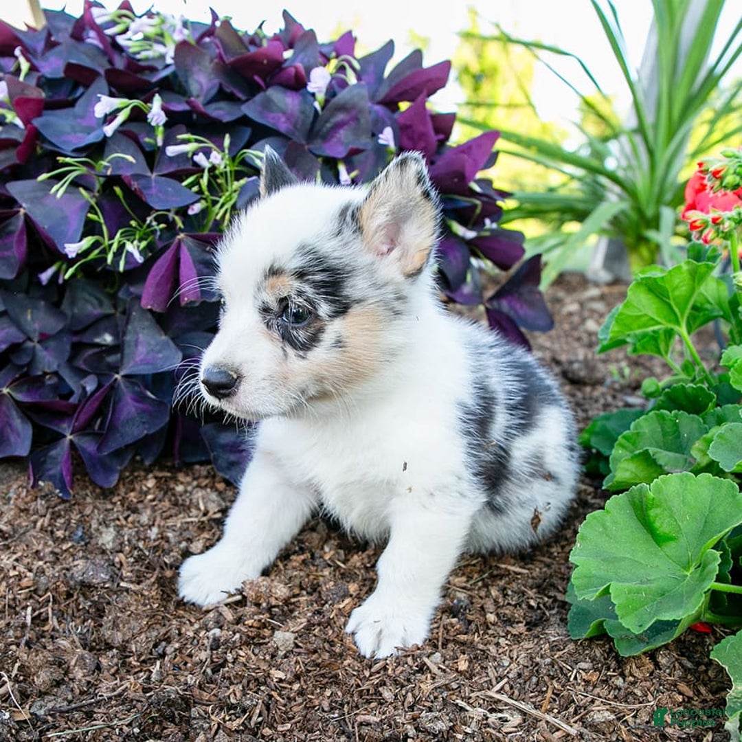 Welsh Corgi Pembroke dogs for sale: Jude - Image 2