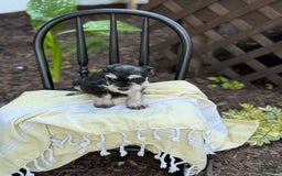 Miniature Schnauzer dogs for sale: Tilford - Image 3