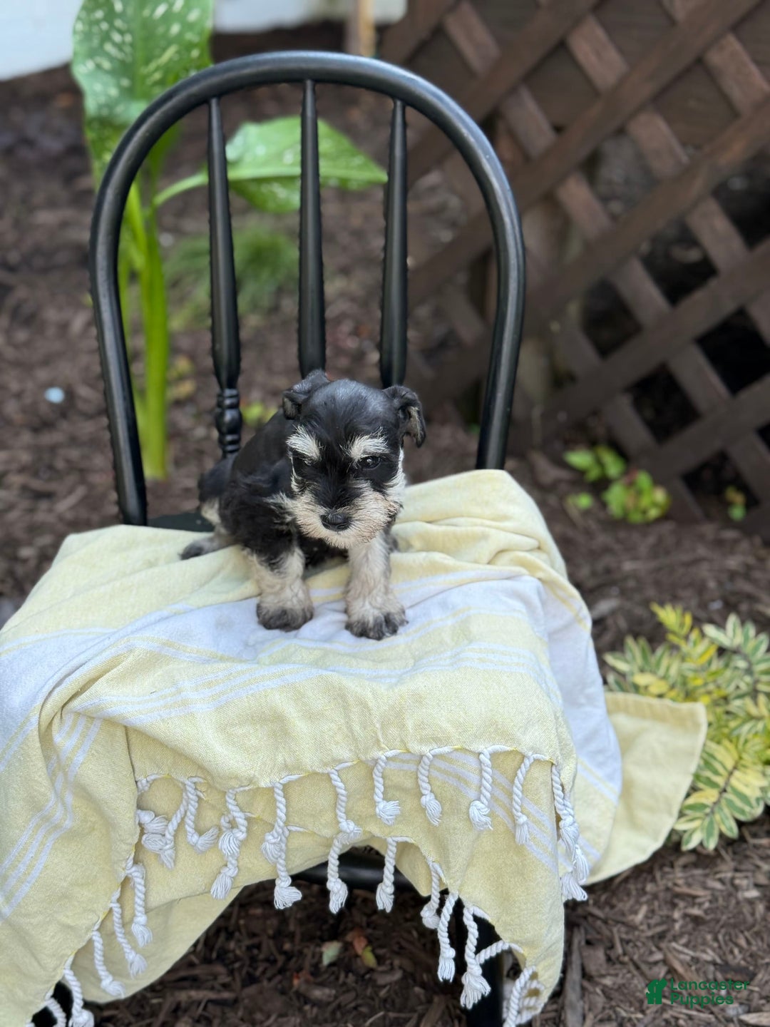 Miniature Schnauzer dogs for sale: Tilford - Image 3