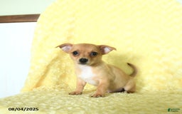 Chihuahua dogs for sale: Chihuahua 4 puppies - Image 4